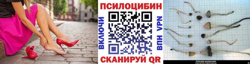 где купить наркоту  Зима  дарк нет какой сайт  Псилоцибиновые грибы GOLDEN TEACHER 