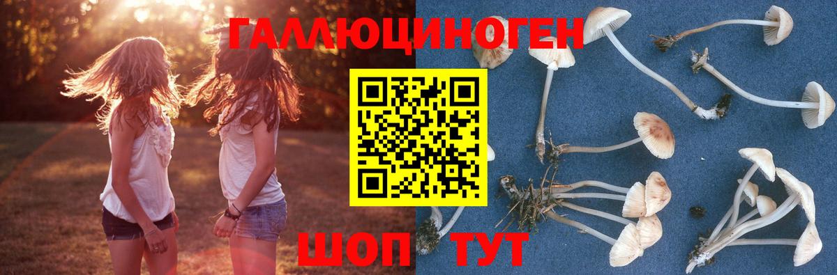 Галлюциногенные грибы Cubensis Зима